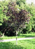     ( )   ( ) (Acer platanoides 'Fassen's Black' ('Faassen's Black'))