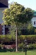 Лиственный крупномер Клен остролистный Глобозум (Клен платановидный Глобозум) (Acer platanoides 'Globosum') - 105