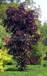 ���������� ��������� ���� ������������ ���� ��� (Acer platanoides 'Royal Red') - 101