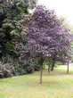 ���������� ��������� ���� ������������ ���� ��� (Acer platanoides 'Royal Red') - 102