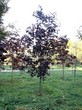 ���������� ��������� ���� ������������ ���� ��� (Acer platanoides 'Royal Red') - 103