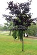 ���������� ��������� ���� ������������ ���� ��� (Acer platanoides 'Royal Red') - 105