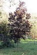 ���������� ��������� ���� ������������ ���� ��� (Acer platanoides 'Royal Red') - 106