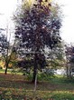 ���������� ��������� ���� ������������ ���� ��� (Acer platanoides 'Royal Red') - 107