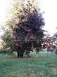 ���������� ��������� ���� ������������ ���� ��� (Acer platanoides 'Royal Red') - 108
