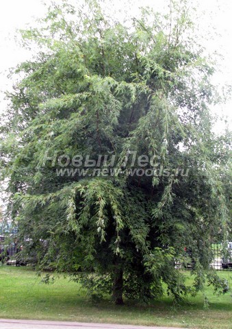 Лиственный крупномер Клен сахаристый (Клен серебристый) Лациниатум Виери (Лачиниатум Уэйери) (Acer saccharinum 'Laciniatum Wieri')