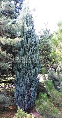       ( ) (Juniperus scopulorum 'Blue Arrow') -  201 -               (,    )