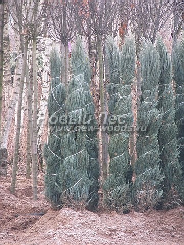       ( ) (Juniperus scopulorum 'Blue Arrow') -  202 -    ,      ( ,  ) -  4 