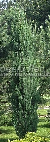       ( ) (Juniperus scopulorum 'Blue Arrow') -  208 -        -    