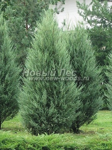      (Juniperus scopulorum 'Skyrocket') -  202 -     ,   , -     ()