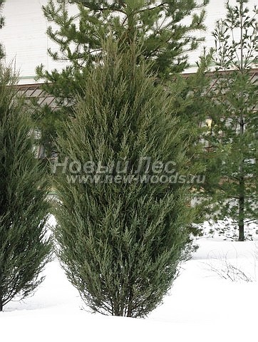      (Juniperus scopulorum 'Skyrocket') -  203 -           