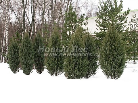      (Juniperus scopulorum 'Skyrocket') -  206 -            