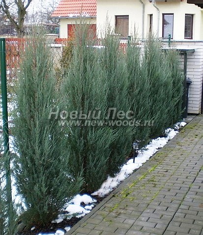      (Juniperus scopulorum 'Skyrocket') -  207 -               ( 2,5 , )