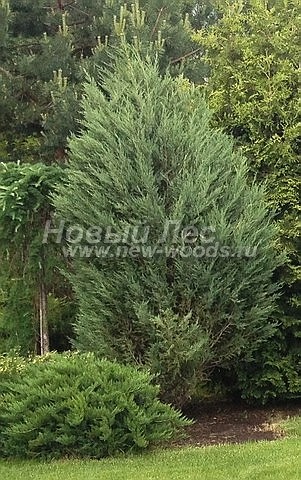      (Juniperus scopulorum 'Skyrocket') -  208 -       ( ,  )