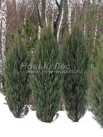      (Juniperus scopulorum 'Skyrocket') -  209 -          