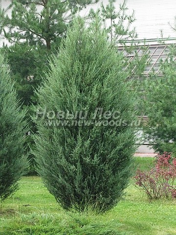      (Juniperus scopulorum 'Skyrocket') -  210 -       