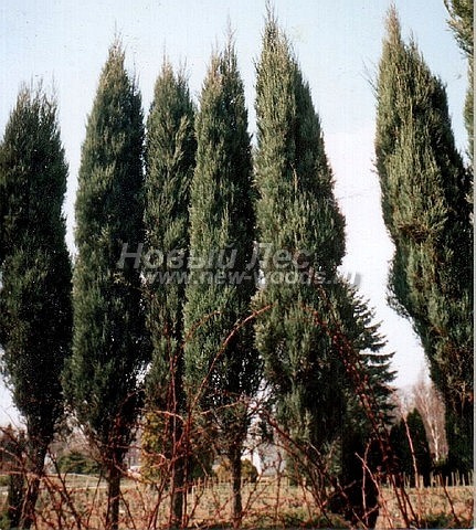      (Juniperus scopulorum 'Skyrocket') -  211 -                
