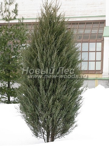      (Juniperus scopulorum 'Skyrocket') -  212 -      -   ,       