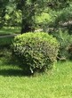 ������� ����������� ��� �������� ������ (Thuja occidentalis 'Hoseri') - 201