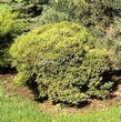 ������� ����������� ��� �������� ������ (Thuja occidentalis 'Hoseri') - 202