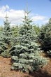 ������� ����������� ����� ����������� (Abies concolor) - 201