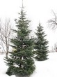 ������� ����������� ����� ����������� (Abies concolor) - 202