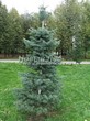 ������� ����������� ����� ����������� (Abies concolor) - 203