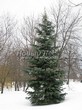 ������� ����������� ����� ����������� (Abies concolor) - 204