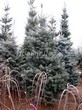 ������� ����������� ����� ����������� (Abies concolor) - 205