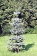 ������� ����������� ����� ����������� (Abies concolor) - 206