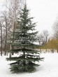 ������� ����������� ����� ����������� (Abies concolor) - 207
