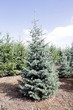 ������� ����������� ����� ����������� (Abies concolor) - 208