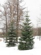 ������� ����������� ����� ����������� (Abies concolor) - 209