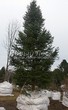 ������� ����������� ����� ��������� (Abies sibirica) - 201