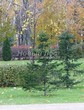 ������� ����������� ����� ��������� (Abies sibirica) - 202