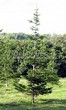 ������� ����������� ����� ��������� (Abies sibirica) - 203