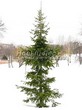 ������� ����������� ����� ��������� (Abies sibirica) - 204