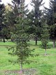 ������� ����������� ����� ��������� (Abies sibirica) - 205