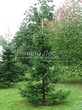 ������� ����������� ����� ��������� (Abies sibirica) - 206