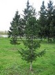 ������� ����������� ����� ��������� (Abies sibirica) - 207