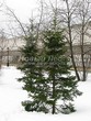������� ����������� ����� ��������� (Abies sibirica) - 208