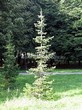 ������� ����������� ����� ��������� (Abies sibirica) - 209