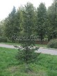 ������� ����������� ����� ��������� (Abies sibirica) - 210