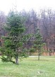������� ����������� ����� ��������� (Abies sibirica) - 211