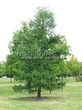 ������� ����������� ����������� ����������� (����������� ���������) (Larix decidua) - 201