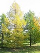������� ����������� ����������� ����������� (����������� ���������) (Larix decidua) - 202