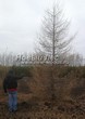 ������� ����������� ����������� ����������� (����������� ���������) (Larix decidua) - 203