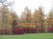 ������� ����������� ����������� ����������� (����������� ���������) (Larix decidua) - 204