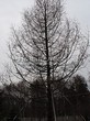 ������� ����������� ����������� ����������� (����������� ���������) (Larix decidua) - 205