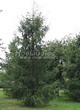 ������� ����������� ����������� ����������� (����������� ���������) (Larix decidua) - 206